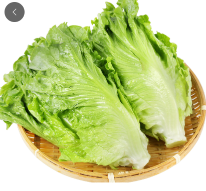 生菜