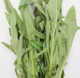苦麦菜