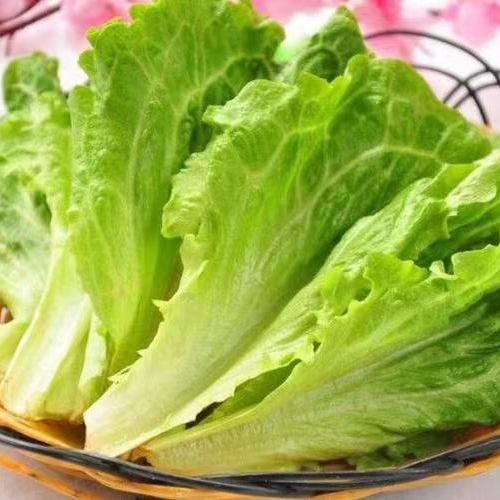 生菜