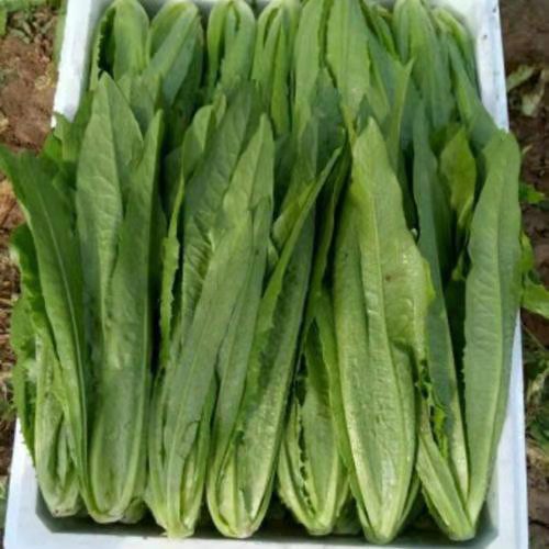 油麦菜