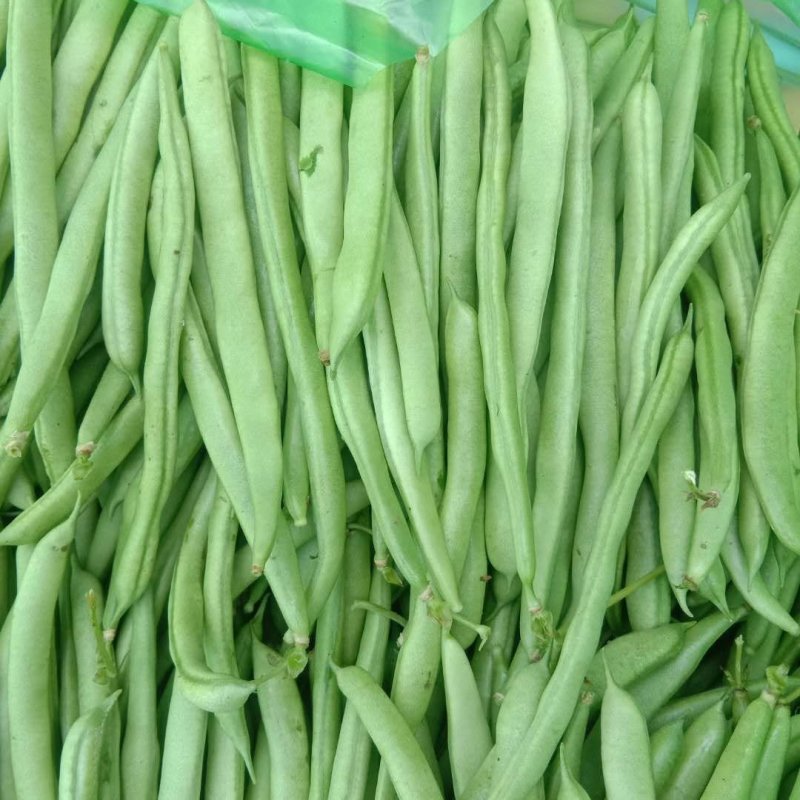四季豆