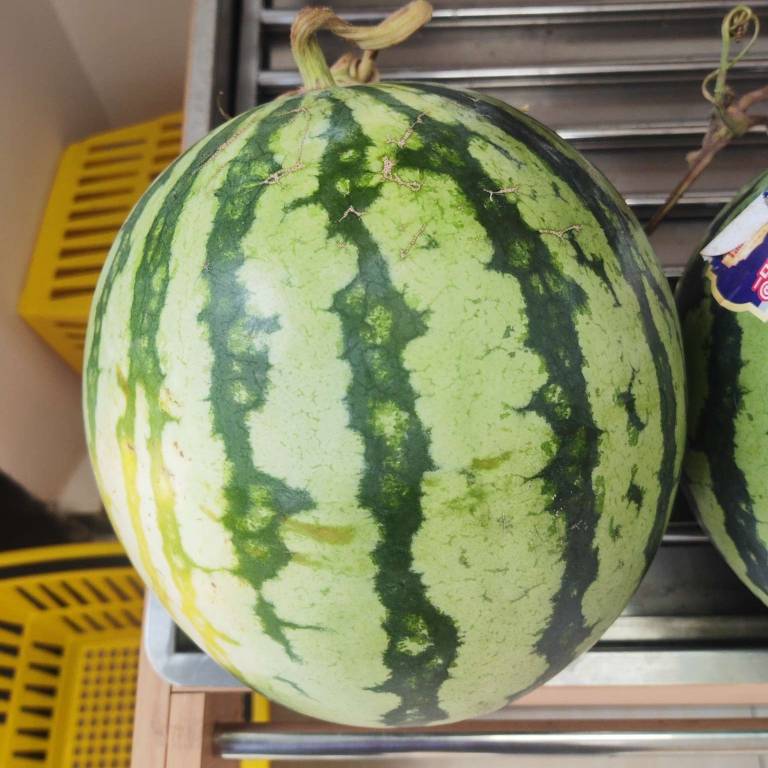 西瓜