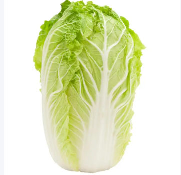 大白菜