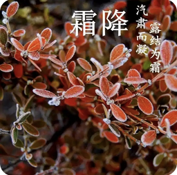 霜降养生指南