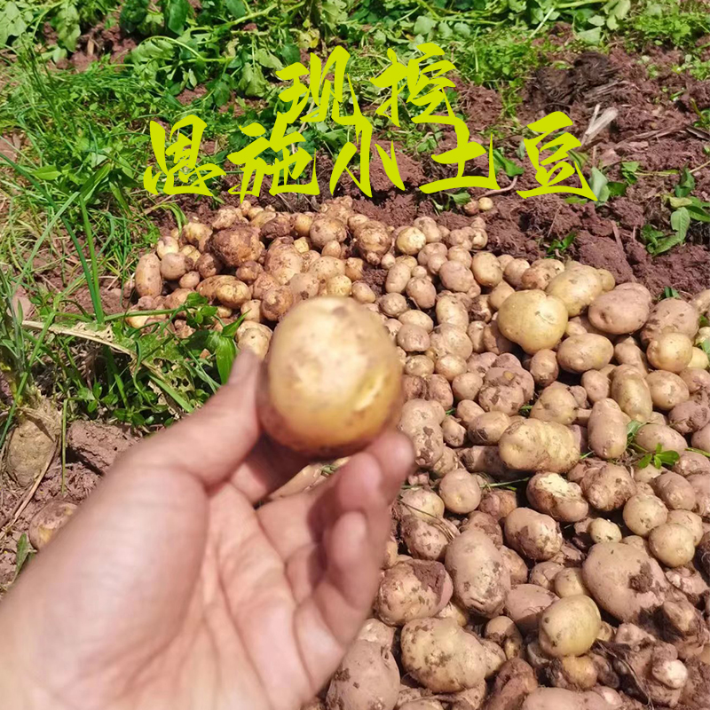 九月穰 恩施小土豆2.5kg新鲜现挖黄皮迷你马铃薯粉糯高山洋芋马尔科土豆5斤【国家地理标志产品】
