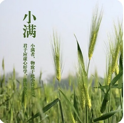 小满养生指南